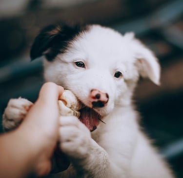 WinDog - Éducateur canin à Cambrai