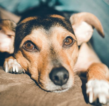 Educateur canin à Arras