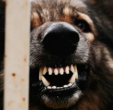 Chien montrant les crocs