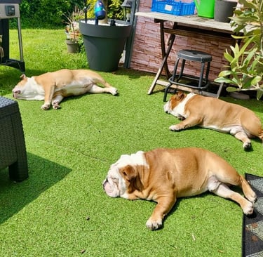 3 Bouledogues anglais dans le jardin