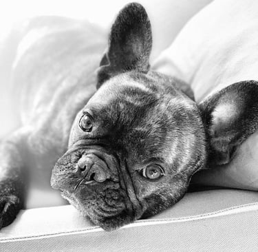 Comportementaliste canin à Cambrai