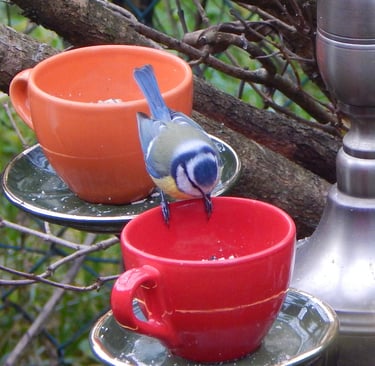 vaisselle recyclée en mangeoires oiseaux