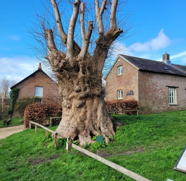 Tolpuddle martyrs tree