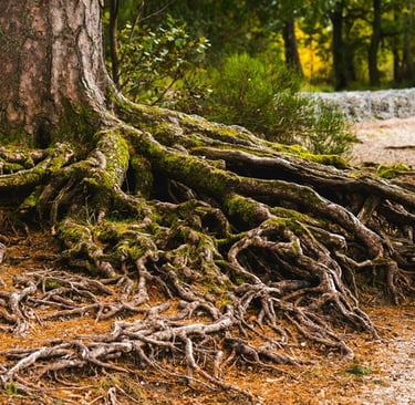 Der Stammbaum zeigt die Wurzeln der Familie