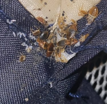 Dégâts occasionnés par les punaises de lit