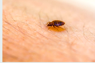 Punaise de lit sur un bras