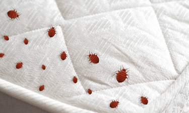 Punaises de lit sur matelas