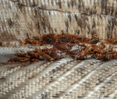 Invasion de punaises de lit