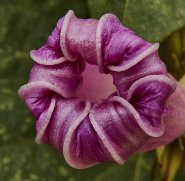 Flor de campanilla a punto de abrirse
