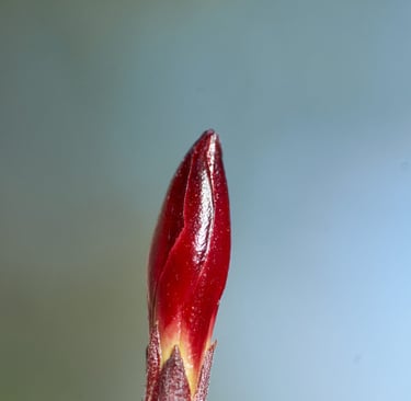 Fotografía macro de un capullo de flor roja.