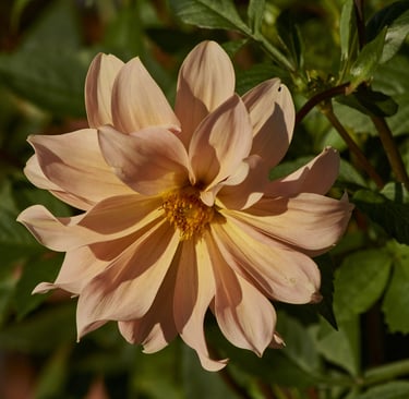 Fotografía de una dalia de color melocotón