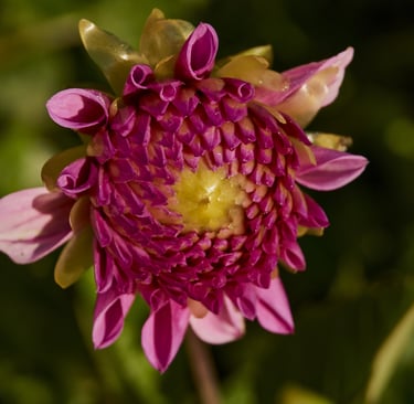 Dalia magenta a punto de florecer