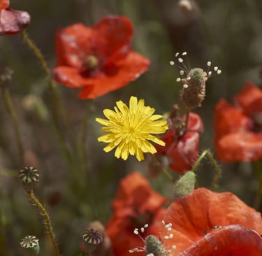Fotografía de flor amarilla entre amapolas rojas