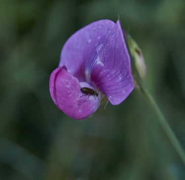 Flor silvestre morada con un escarabajo