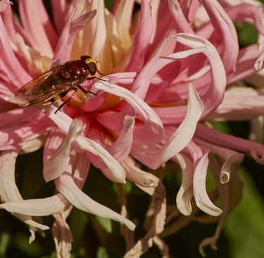 Un crisantemo de color rosa con una mosca
