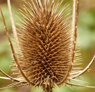Flor seca de cardo