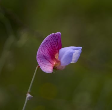 Pequeña flor silvestre de color morado.