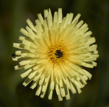 Imagen de una flor amarilla, conocida como lechuguilla.