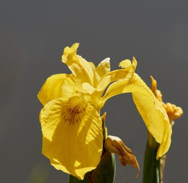 Fotografía de un lirio de un intenso color amarillo
