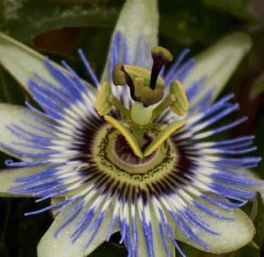 Imagen en primer plano de una pasiflora, una flor de gran belleza.
