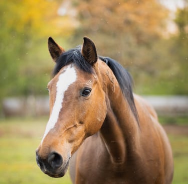 Shooting cheval avec Laura