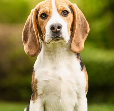 beagle de 2ans