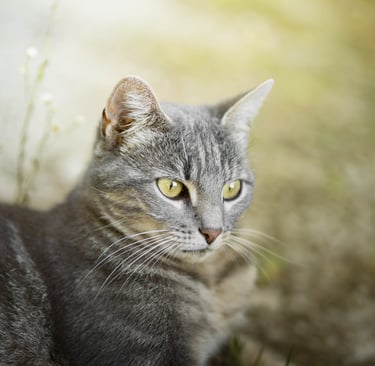 Tay qui aime les promenades