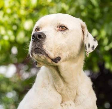a dog sitting on a wooden fence post