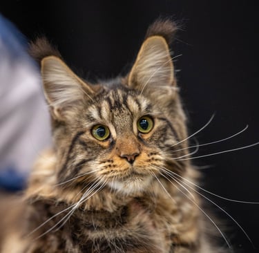 maincoon