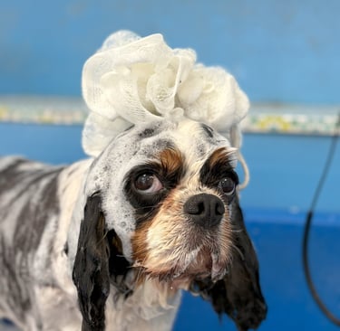 bain cavalier king charles spaniel