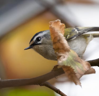 a bird perched on a branch of a tree