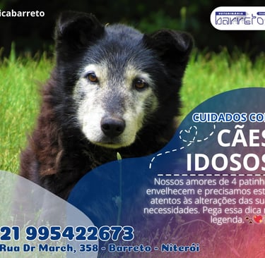 Cachorrinho de pelo preto com a cara branquinha