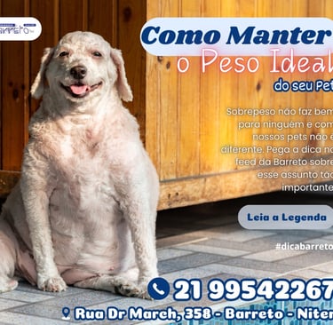 Cachorrinho gordinho