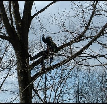 arborist climbing a tree to perform pruning work