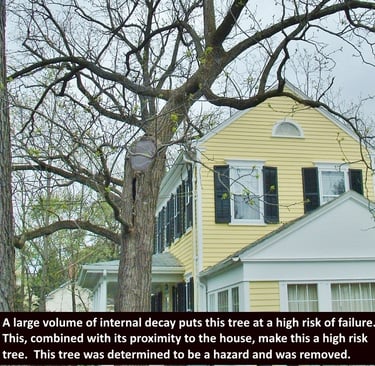 tree with decay in trunk overhanging a house