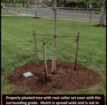 properly planted tree