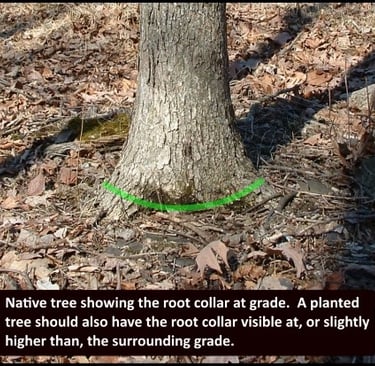 root collar on forest grown tree