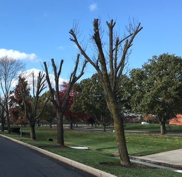 row of topped trees along road
