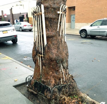 sycamore tree with embedded tree guard