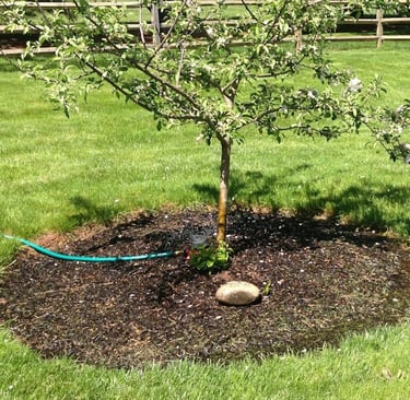 Young apple tree being watered with a garden hose