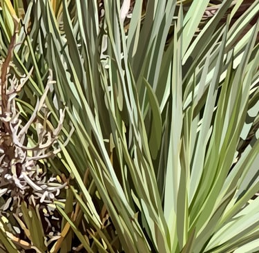 ONCE UPON THE WEST - Joshua Tree Art (vector hyperrealism) detail 3