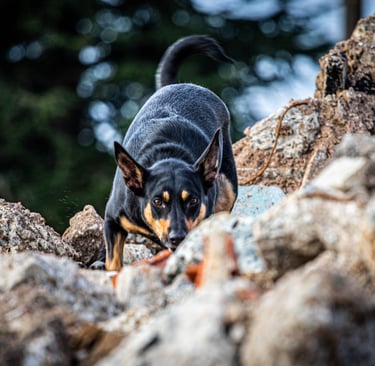 Kelpie Australien recherche décombre