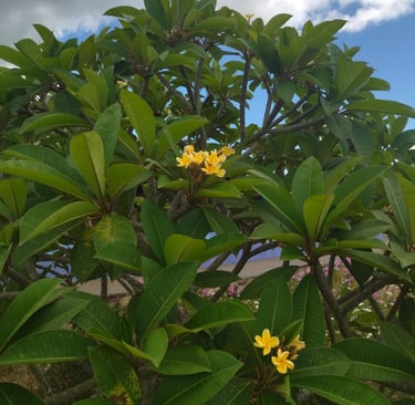 Yellow callachuchi by Callachuchi Homestay