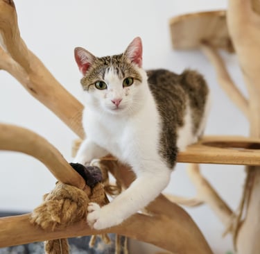 Cat,Experienced pet care providers in Lynnwood ensuring comfort, safety, and happiness for your cats