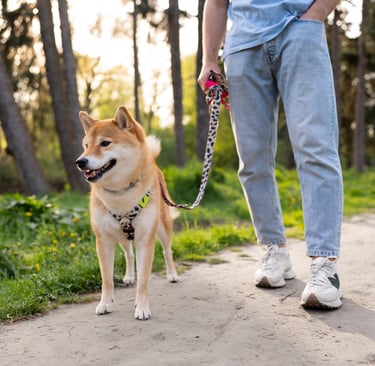 Dog walking in Lynnwood with professional pet sitters, offering trusted care for your pets