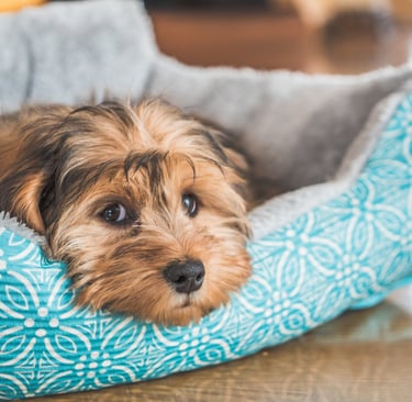 Loving pet sitting services for Lynnwood, Edmonds, Bothell, and nearby areas