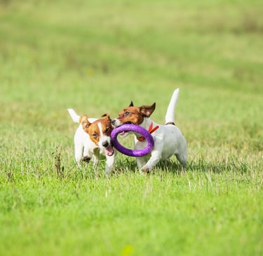 Happy dogs playing at the park at Fido's pet sitters Lynnwood Washington