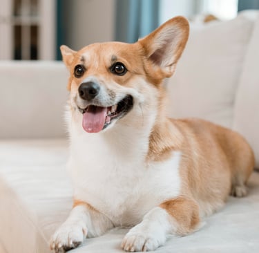 happy dog at Fido's pet sitters Lynnwood Washington