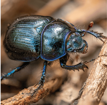 an insect 