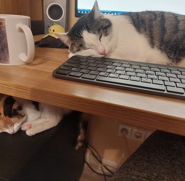 Bonis ir Kerė. Miega darbo metu.